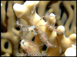 Spider crab by Sean Cooper 